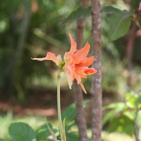 Lush Garden House Near Beaches With Private Pool. Puerto Escondido  Exteriör bild